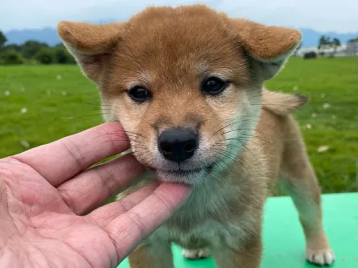 柴犬の子犬販売