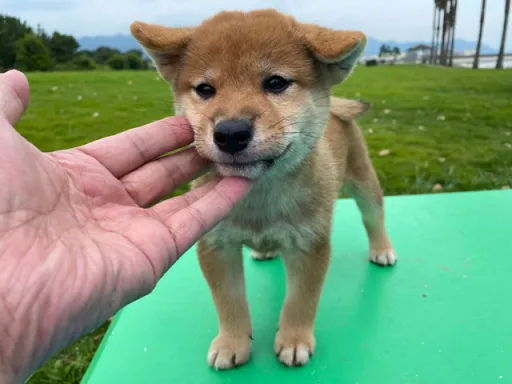 柴犬の子犬販売