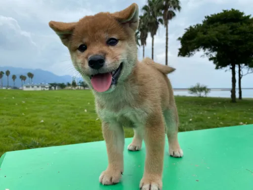 柴犬の子犬販売