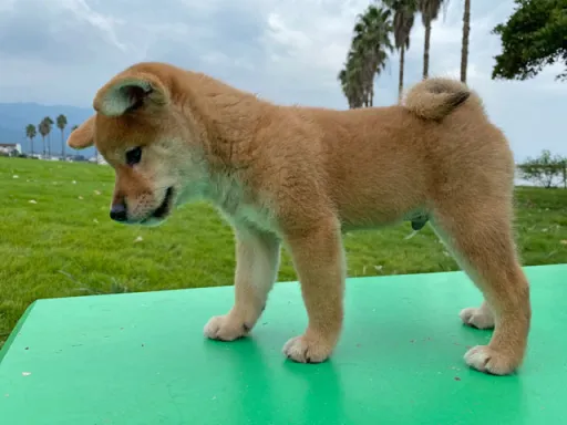 柴犬の子犬販売