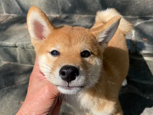 柴犬の子犬販売