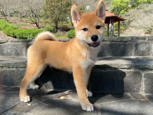 柴犬のサムネイル画像2