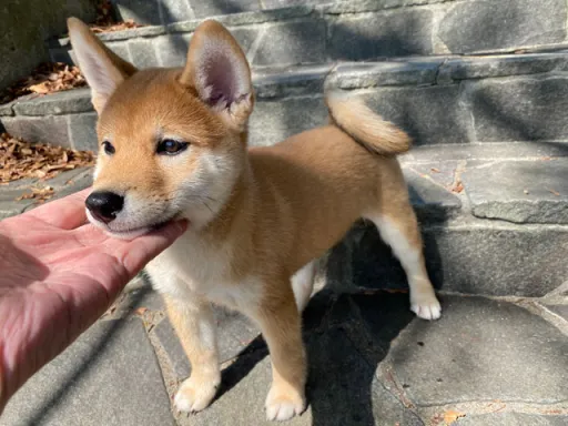 柴犬のサムネイル画像3