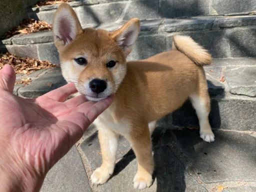 柴犬のサムネイル画像4