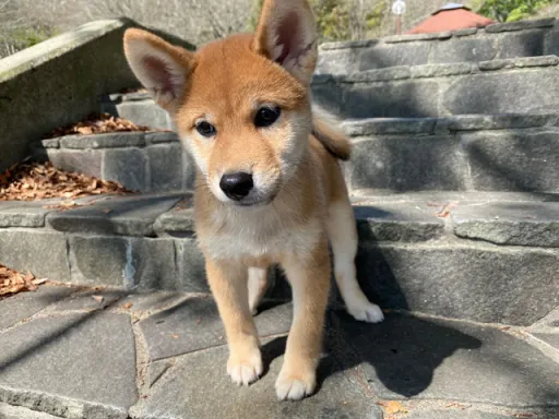 柴犬のサムネイル画像5