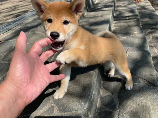 柴犬のサムネイル画像6