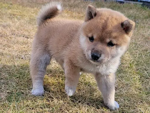 柴犬の子犬販売