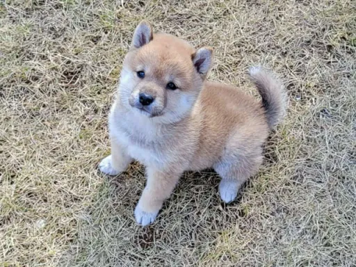 柴犬の子犬販売