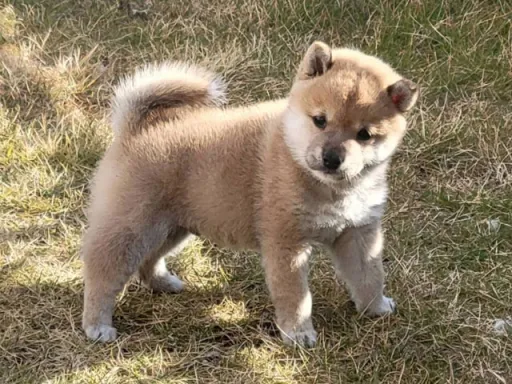 柴犬の子犬販売