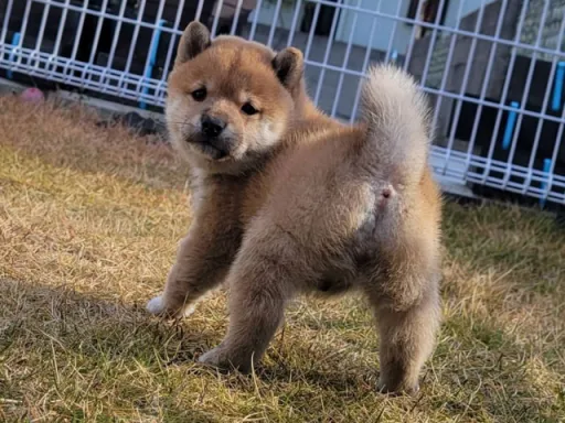 柴犬の子犬販売
