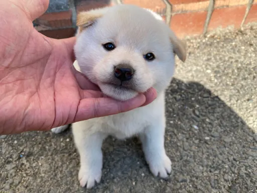 柴犬の子犬販売