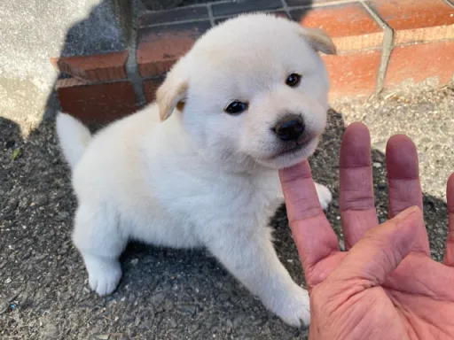 柴犬の子犬販売