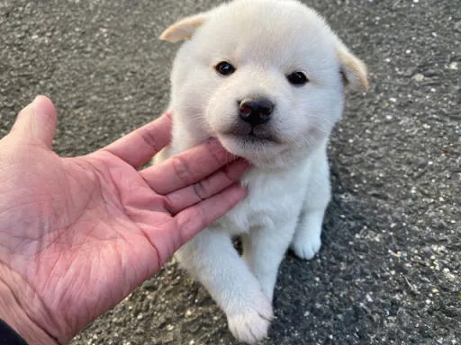 柴犬の子犬販売