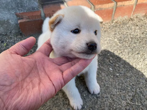 柴犬の子犬販売