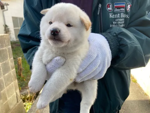 柴犬の子犬販売