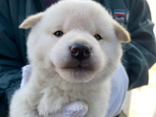 柴犬の子犬販売