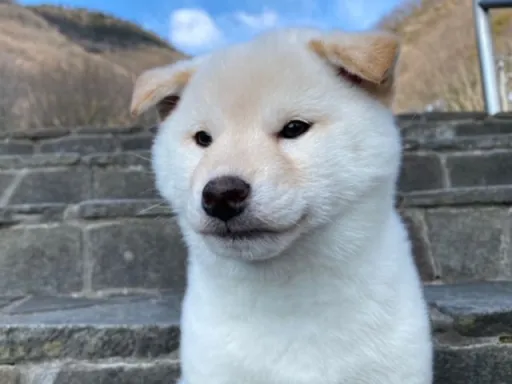 柴犬の子犬販売