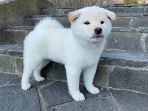 柴犬の子犬販売