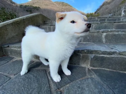 柴犬の子犬販売