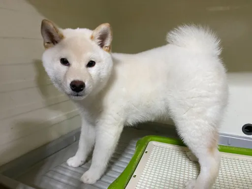 柴犬のサムネイル画像1