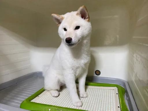 柴犬のサムネイル画像2