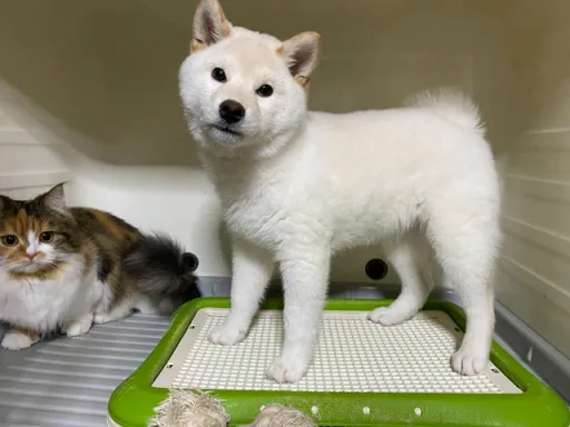 柴犬のサムネイル画像3