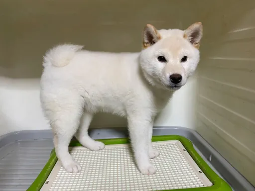 柴犬のサムネイル画像4