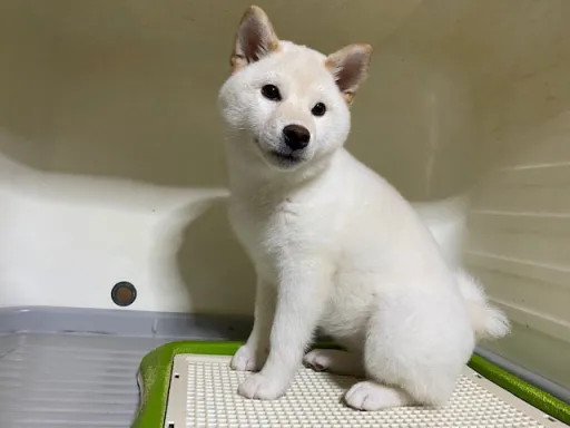 柴犬のサムネイル画像5