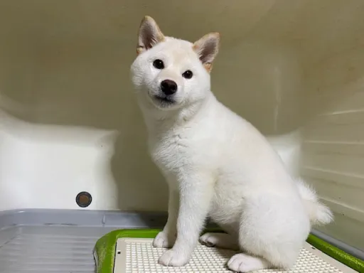 柴犬のサムネイル画像6