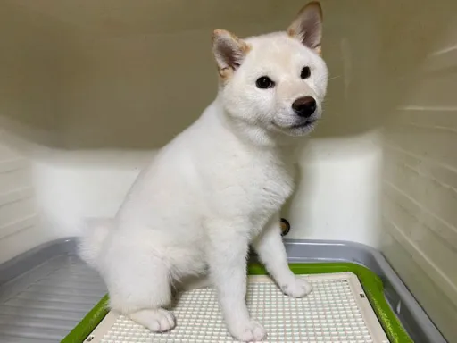 柴犬のサムネイル画像7