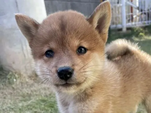 柴犬の子犬販売