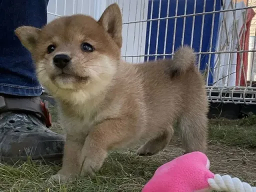 柴犬の子犬販売