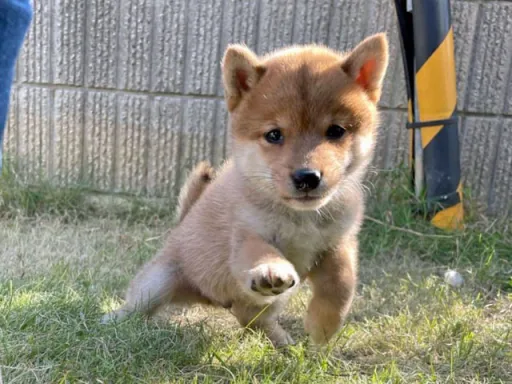 柴犬の子犬販売