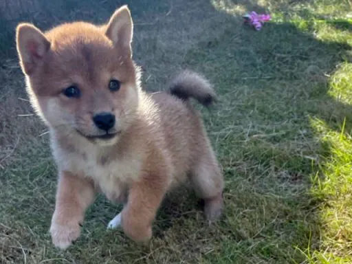 柴犬の子犬販売