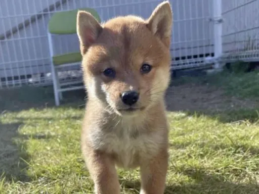 柴犬の子犬販売