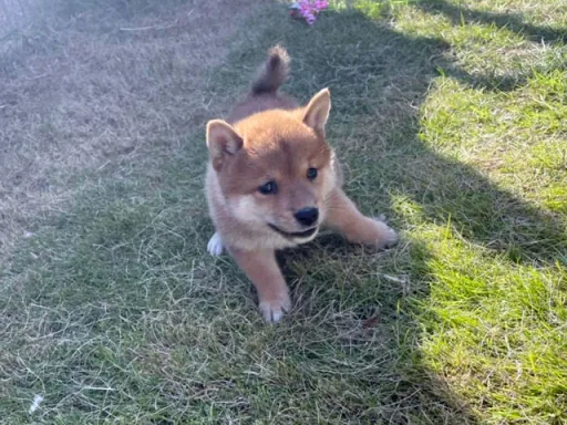 柴犬の子犬販売