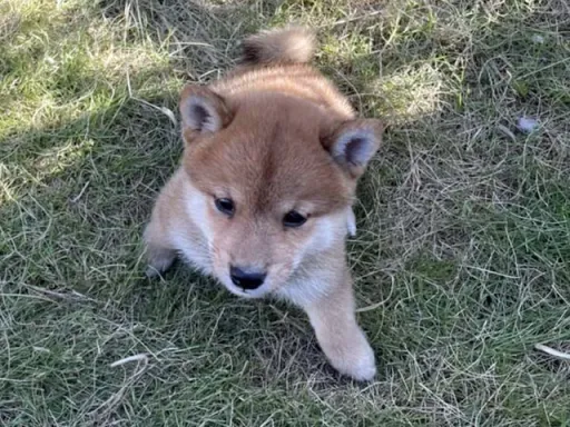 柴犬の子犬販売