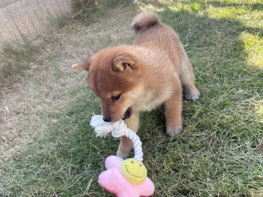 柴犬の子犬販売