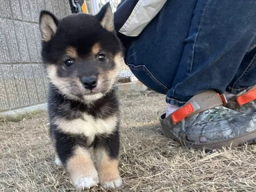 柴犬の子犬販売