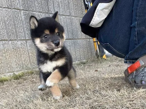 柴犬の子犬販売