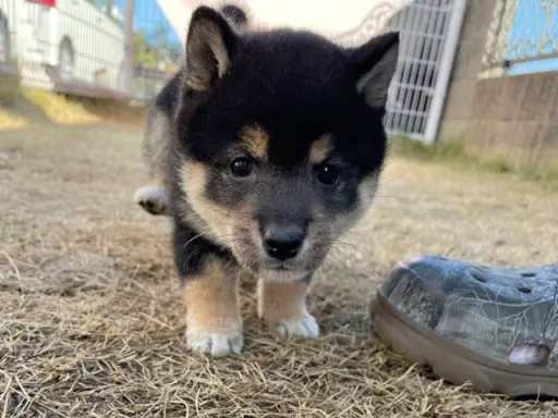 柴犬の子犬販売