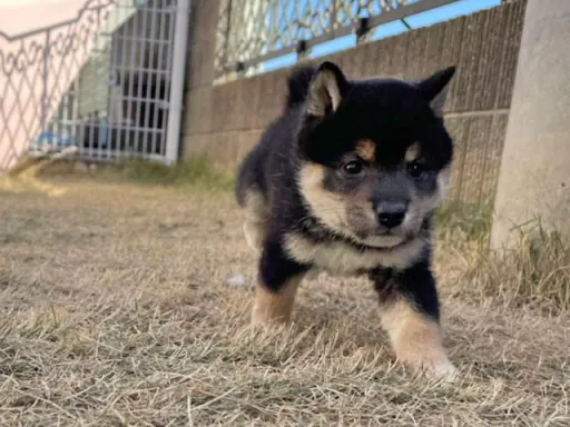 柴犬の子犬販売
