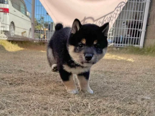 柴犬の子犬販売