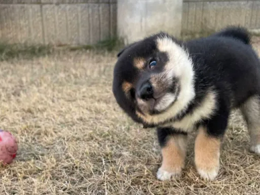 柴犬の子犬販売