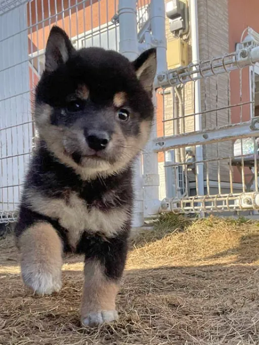 柴犬の子犬販売