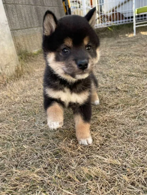 柴犬の子犬販売