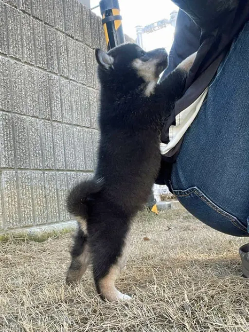 柴犬の子犬販売
