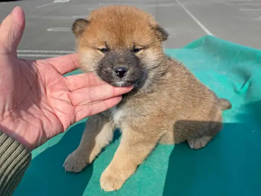 柴犬の子犬販売