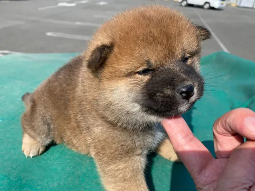 柴犬の子犬販売