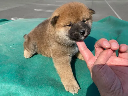 柴犬の子犬販売